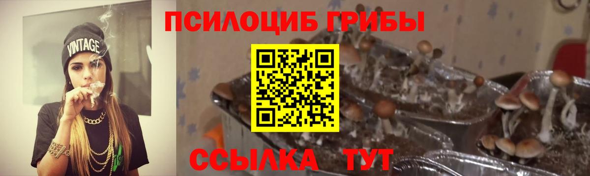 Галлюциногенные грибы прущие грибы  Вход с VPN  Елабуга 